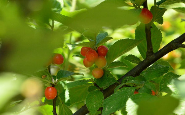 櫻桃樹果期管理 櫻桃樹果期管理