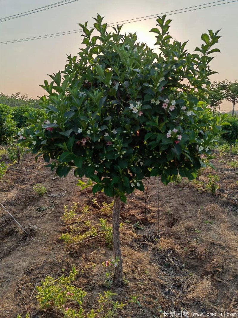 五彩錦帶 五彩錦帶