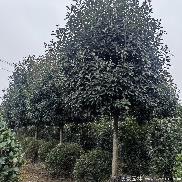 紅葉石楠樹 紅葉石楠樹