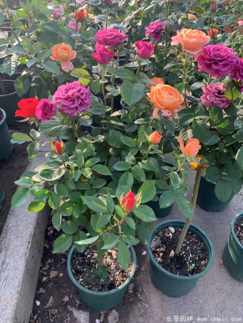 棒棒糖月季樹 棒棒糖月季樹