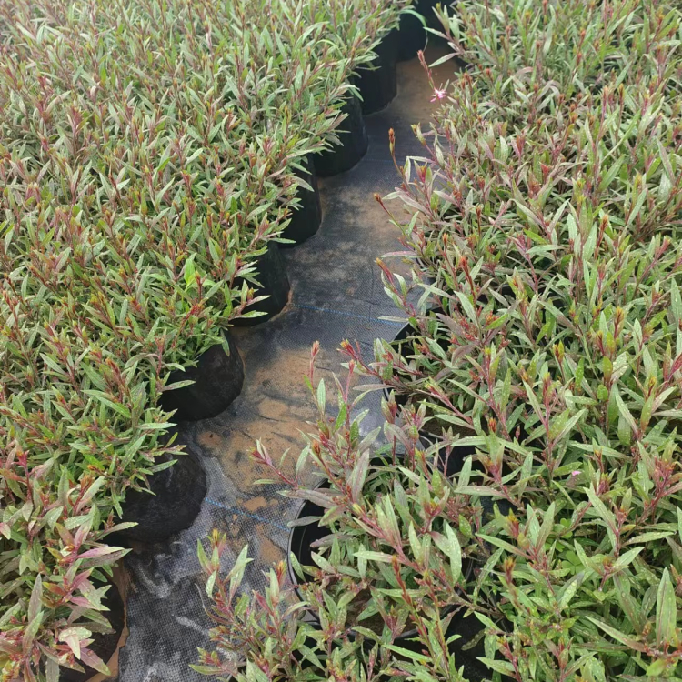 山桃草盆苗 山桃草盆苗