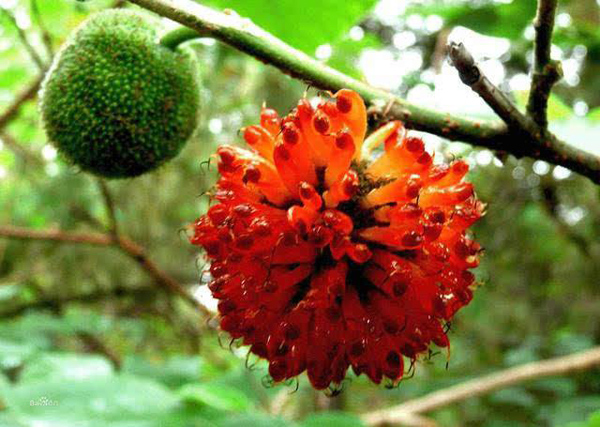 構樹果實 構樹果實