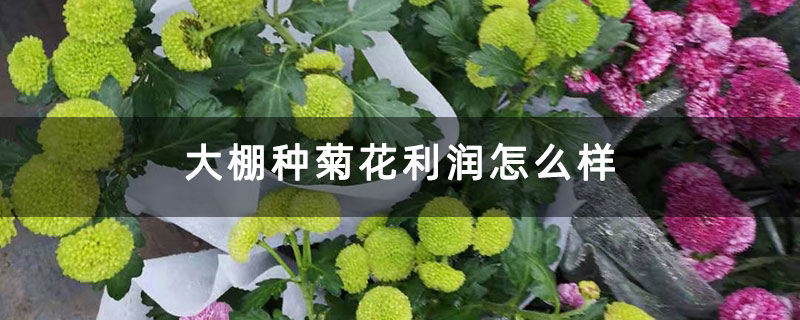 大棚種菊花利潤(rùn)怎么樣