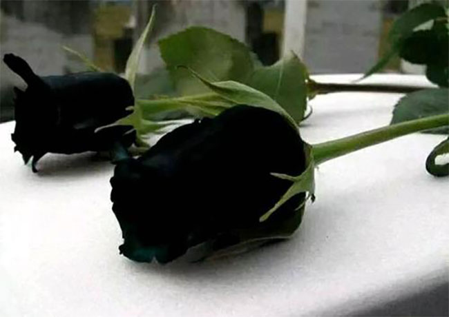 黑玫瑰的花語是什么?黑玫瑰的寓意和象征 黑玫瑰的花語是什么?黑玫瑰的寓意和象征