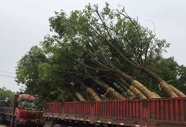 苗木運輸