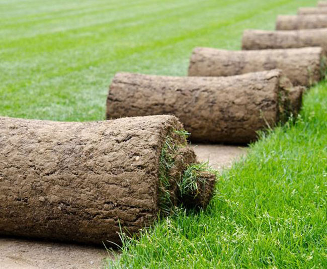 矮生百慕大和果嶺草哪個(gè)好?百慕大與果嶺草區(qū)別 矮生百慕大和果嶺草哪個(gè)好?百慕大與果嶺草區(qū)別