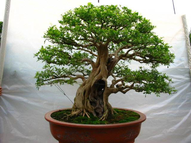 5種便宜花卉，越養越值錢