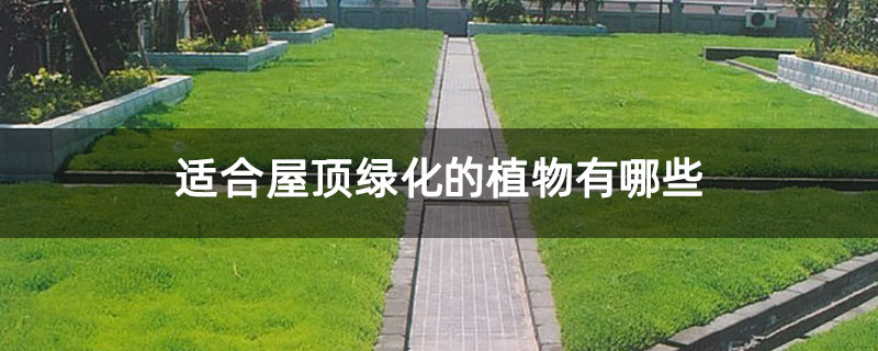 適合屋頂綠化的植物有哪些 適合屋頂綠化的植物有哪些
