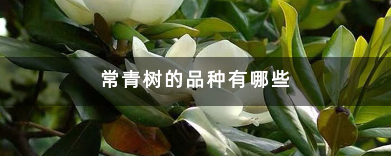 常青樹的品種有哪些 常青樹的品種有哪些