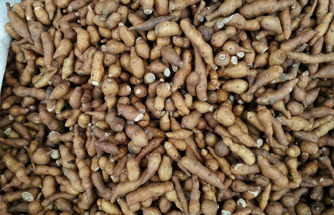 野生蕨麻有什么功效?蕨麻的功效與作用