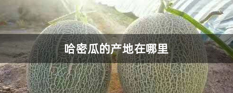 哈密瓜的產地在哪里