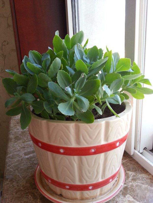 八寶景天 八寶景天