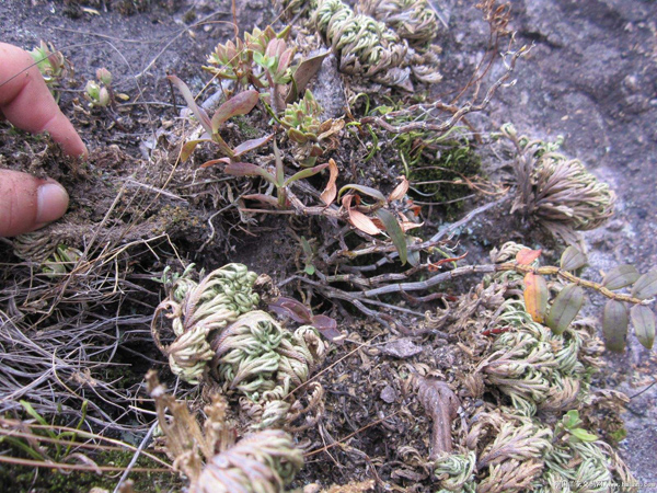 干枯卷柏 干枯卷柏