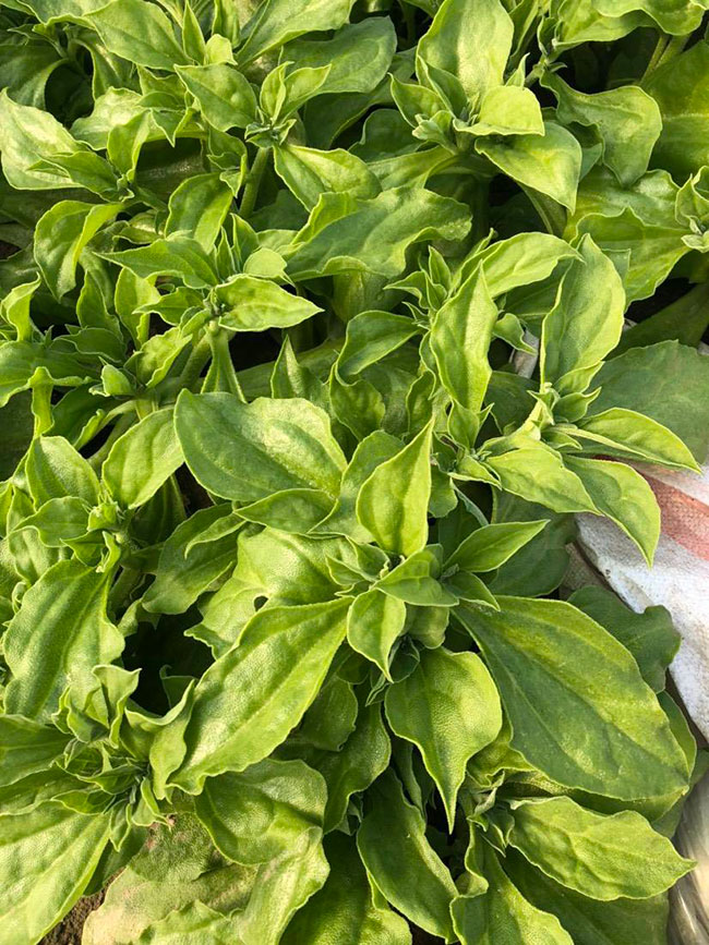 冰草又名冰菜，近幾年在市場上是極為熱銷的綠色菜品。冰草營養價值高，吃起來口感鮮美，營養價值高，市場價格很高，種植經濟效益很不錯。冰草以前我國是沒有的，它原產非洲，后來因為經濟營養價值高，引種種植，目前的發展前景很不錯。那么美，種植冰草有前景嗎?種植冰草收入怎樣?下面我們一起來看看吧!  一、種植冰草有前景嗎? 冰草是一種新的特色食材，它的表面有水滴狀的結晶，看起來表面結了一層冰，所以取名冰菜。冰草吃起來爽口、多汁，營養價值高，一公斤售價十幾元，很受市場歡迎。冰草的生長期長達6個月，一年可以種植兩茬，畝產量高達3000公斤，按照現在的行情，每公斤冰菜可以賣到10元，種植效益非常可觀。冰草不僅可以食用，還能起到美容、預防三高的作用，種植前景很不錯。  二、種植冰草收入怎樣? 冰草是一種比較爽口的蔬菜，食用方法也很多，用它配上一些芝麻醬，然后蘸著醬，非常好吃。冰草是我國產的，它是從非洲引進來的，種植的時候要提高肥水的使用效率，這樣有助于增產。冰草口感脆嫩，以做涼拌菜為主。冰草屬于高端蔬菜，多數從大連等地引進，售價高達30元每公斤。從去年春天開始，范學江經朋友介紹開始嘗試種植冰菜，經過一年的嘗試，發現種植冰草的收入很可觀，產地收購價10元每公斤，一畝地可產3000公斤，那么一畝地最低收益3萬元。  三、種植冰草的方法 1、播種 冰草種子小，浸種催芽，播種溫度控制在20℃，薄土覆蓋，播種后35—40天可出芽，培育苗高5厘米左右就可以移栽入圃了。 2、移栽 冰菜耐干旱性強，透氣好、排水良好的土壤種植效果好，移栽幼苗的時候注意溫度和光照，株距為30~40cm，控制行距，移栽后澆一次大水，緩苗大約10左右恢復長勢。 3、管理 給冰菜澆水的時候添加點食用鹽，葉面出現萎蔫的時候就可以澆水了，時間盡量清晨，溫度在10~30℃生長快，低于10℃發生凍害，夏季養護采取遮光措施。 4、采收 葉面附著的結晶成型之后就是冰菜采收的時間，一般2個月左右就可采收，生長高度在10cm左右。采收后的蔬菜需要低溫環境中保存，環境溫度過高，會導致冰草變質。 以上就是關于種植冰草有前景嗎和種植冰草收入怎樣的相關介紹，冰草產地批發報價可到中國花木網查詢，以上價格信息均是花木網商家提供的實時報價，不過因為苗木行情變化較大，所以僅供參考，采購冰草可查詢商家電話詢價。