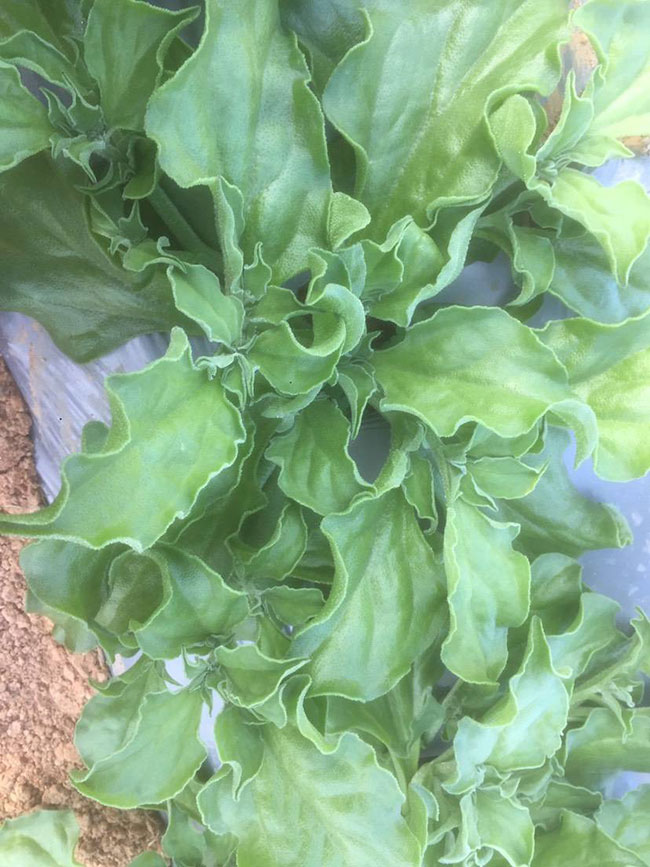 冰草又名冰菜，近幾年在市場上是極為熱銷的綠色菜品。冰草營養價值高，吃起來口感鮮美，營養價值高，市場價格很高，種植經濟效益很不錯。冰草以前我國是沒有的，它原產非洲，后來因為經濟營養價值高，引種種植，目前的發展前景很不錯。那么美，種植冰草有前景嗎?種植冰草收入怎樣?下面我們一起來看看吧!  一、種植冰草有前景嗎? 冰草是一種新的特色食材，它的表面有水滴狀的結晶，看起來表面結了一層冰，所以取名冰菜。冰草吃起來爽口、多汁，營養價值高，一公斤售價十幾元，很受市場歡迎。冰草的生長期長達6個月，一年可以種植兩茬，畝產量高達3000公斤，按照現在的行情，每公斤冰菜可以賣到10元，種植效益非?？捎^。冰草不僅可以食用，還能起到美容、預防三高的作用，種植前景很不錯。  二、種植冰草收入怎樣? 冰草是一種比較爽口的蔬菜，食用方法也很多，用它配上一些芝麻醬，然后蘸著醬，非常好吃。冰草是我國產的，它是從非洲引進來的，種植的時候要提高肥水的使用效率，這樣有助于增產。冰草口感脆嫩，以做涼拌菜為主。冰草屬于高端蔬菜，多數從大連等地引進，售價高達30元每公斤。從去年春天開始，范學江經朋友介紹開始嘗試種植冰菜，經過一年的嘗試，發現種植冰草的收入很可觀，產地收購價10元每公斤，一畝地可產3000公斤，那么一畝地最低收益3萬元。  三、種植冰草的方法 1、播種 冰草種子小，浸種催芽，播種溫度控制在20℃，薄土覆蓋，播種后35—40天可出芽，培育苗高5厘米左右就可以移栽入圃了。 2、移栽 冰菜耐干旱性強，透氣好、排水良好的土壤種植效果好，移栽幼苗的時候注意溫度和光照，株距為30~40cm，控制行距，移栽后澆一次大水，緩苗大約10左右恢復長勢。 3、管理 給冰菜澆水的時候添加點食用鹽，葉面出現萎蔫的時候就可以澆水了，時間盡量清晨，溫度在10~30℃生長快，低于10℃發生凍害，夏季養護采取遮光措施。 4、采收 葉面附著的結晶成型之后就是冰菜采收的時間，一般2個月左右就可采收，生長高度在10cm左右。采收后的蔬菜需要低溫環境中保存，環境溫度過高，會導致冰草變質。 以上就是關于種植冰草有前景嗎和種植冰草收入怎樣的相關介紹，冰草產地批發報價可到中國花木網查詢，以上價格信息均是花木網商家提供的實時報價，不過因為苗木行情變化較大，所以僅供參考，采購冰草可查詢商家電話詢價。