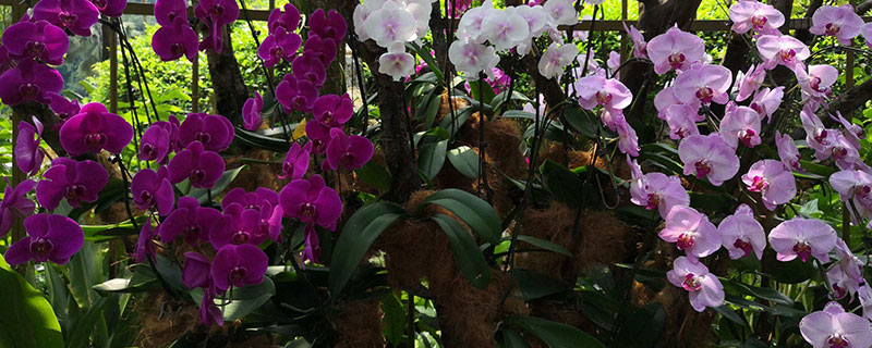 新加坡國花是什么花 新加坡國花是什么花