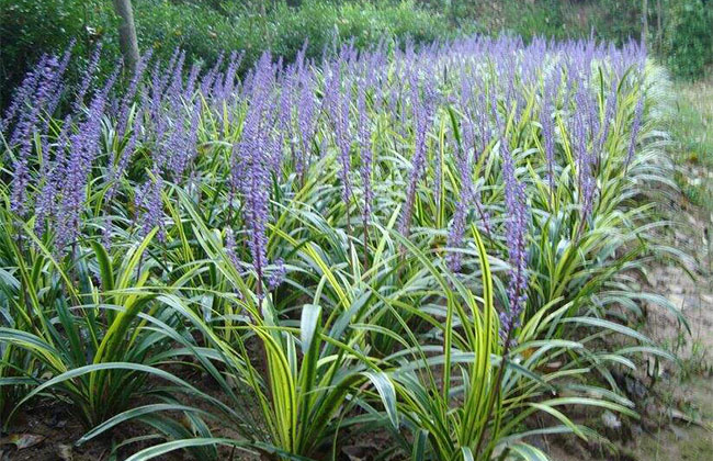 耐陰草坪品種有哪些?喜陰的草坪植物介紹 耐陰草坪品種有哪些?喜陰的草坪植物介紹