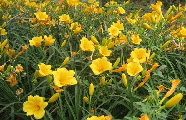 萱草的花語(yǔ)是什么?萱草的寓意和象征 萱草的花語(yǔ)是什么?萱草的寓意和象征