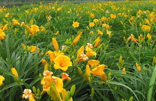 萱草的花語(yǔ)是什么?萱草的寓意和象征 萱草的花語(yǔ)是什么?萱草的寓意和象征