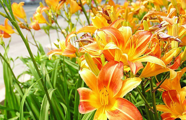 萱草的花語(yǔ)是什么?萱草的寓意和象征 萱草的花語(yǔ)是什么?萱草的寓意和象征