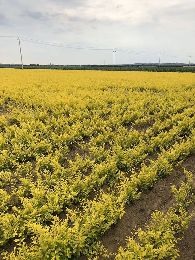 什么是白榆?家榆和白榆有什么區別? 什么是白榆?家榆和白榆有什么區別?