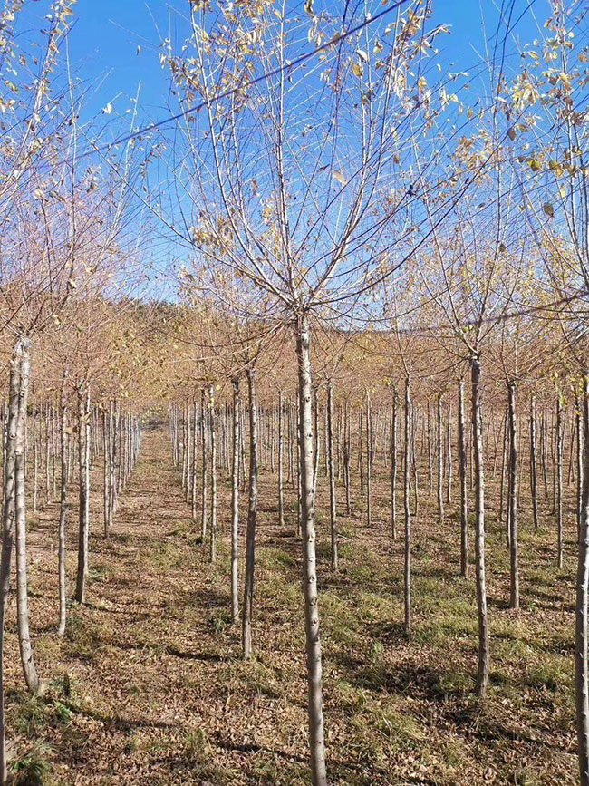 什么是白榆?家榆和白榆有什么區別? 什么是白榆?家榆和白榆有什么區別?