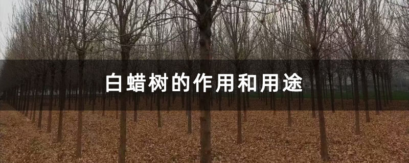 白蠟樹的作用和用途 白蠟樹的作用和用途