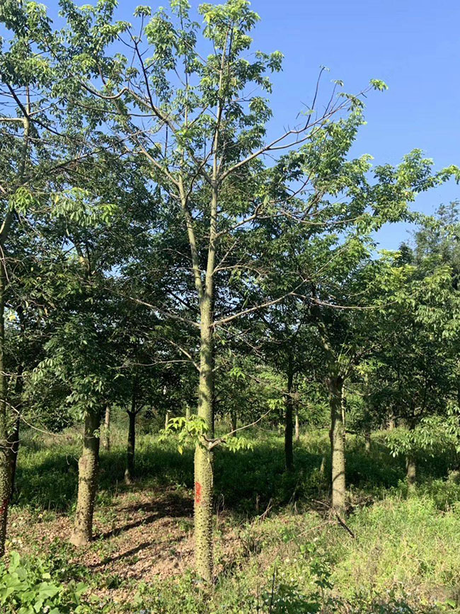 木棉價格 木棉價格