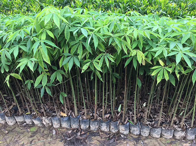 木棉價格 木棉價格