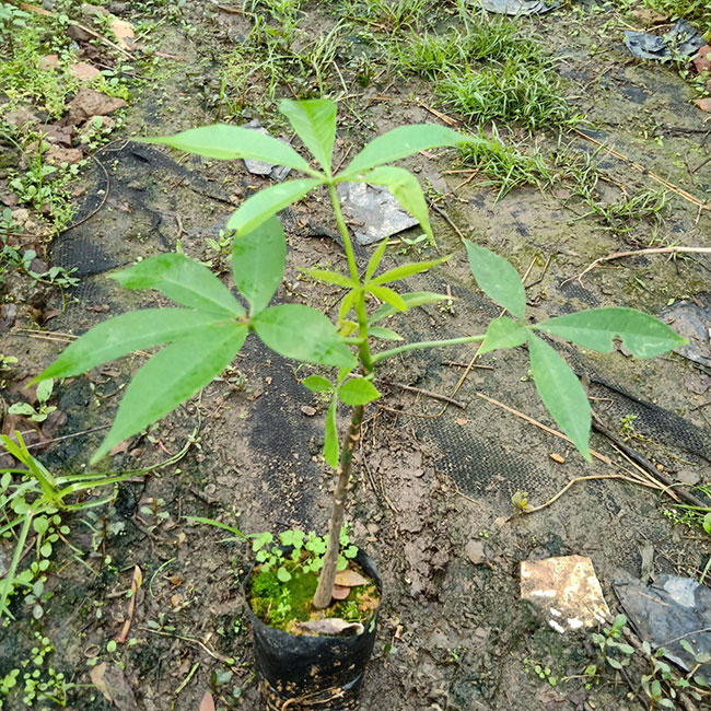 木棉價格 木棉價格