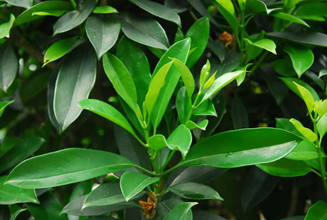 觀音樹是什么樹?觀音樹種植前景分析 觀音樹是什么樹?觀音樹種植前景分析