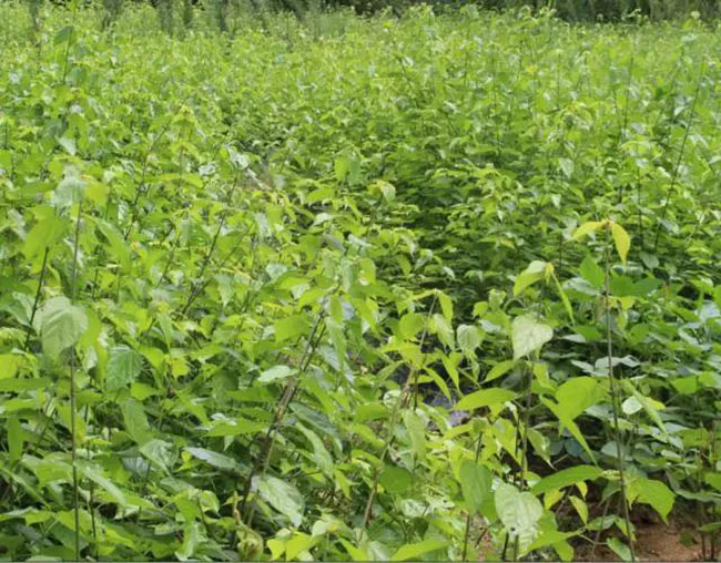 觀音樹是什么樹?觀音樹種植前景分析 觀音樹是什么樹?觀音樹種植前景分析