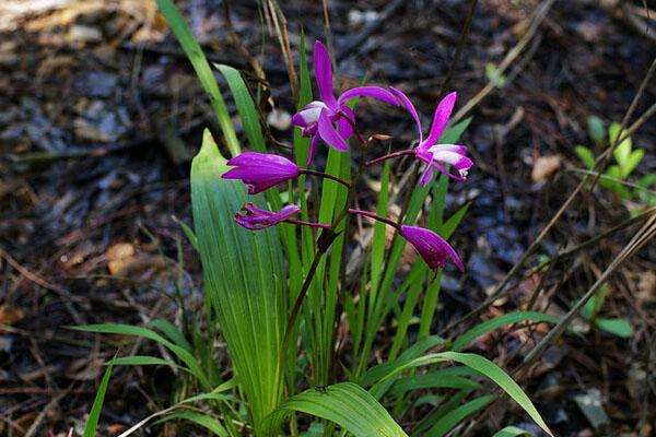 野生白芨 野生白芨