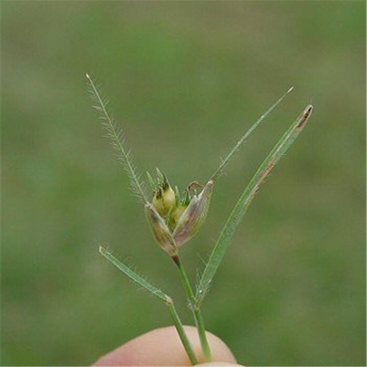 野牛草花朵 野牛草花朵