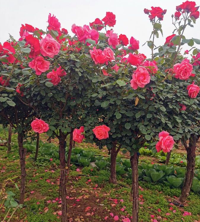 玫瑰樹 玫瑰樹